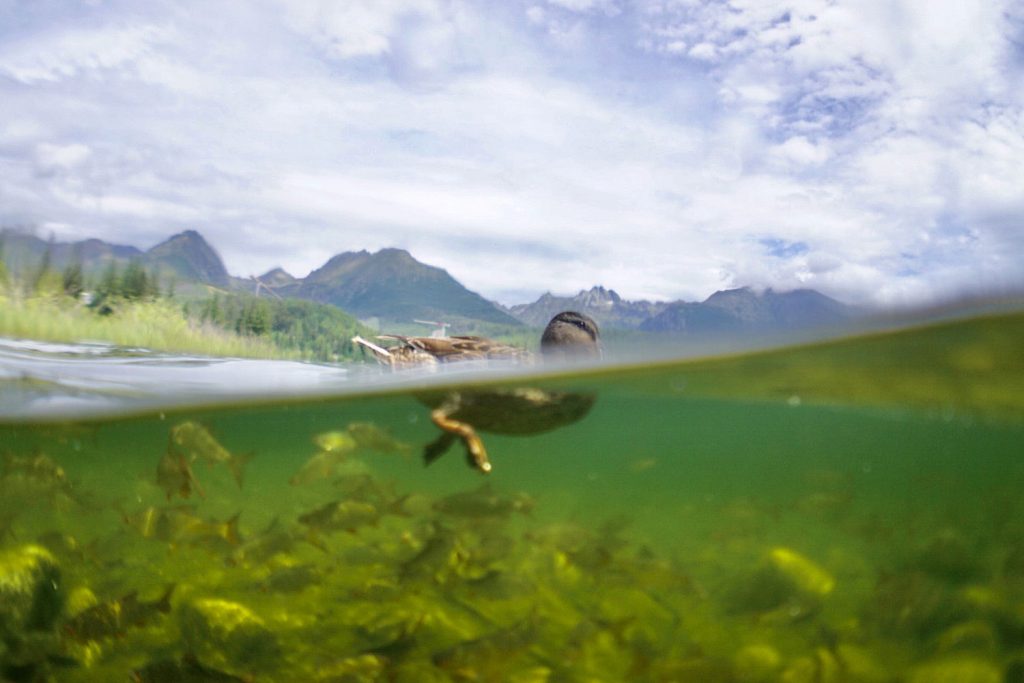 Štrbské pleso